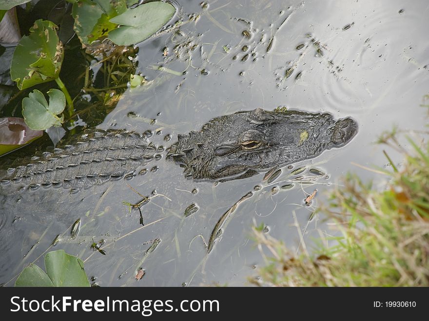 Florida alligator in a river in the everglades