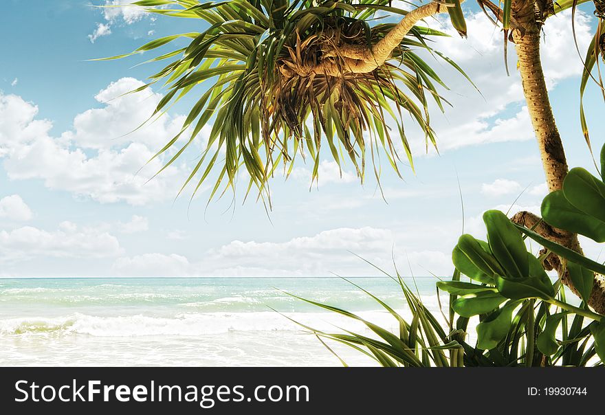 Fragment like View of nice tropical coast with some palm. Fragment like View of nice tropical coast with some palm