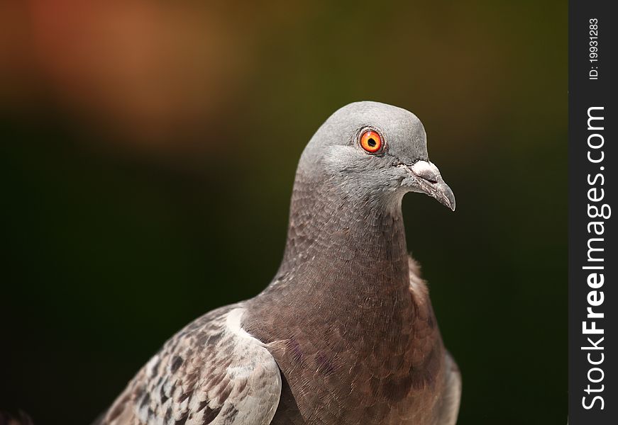 Pigeon (Columba livia); neutral background