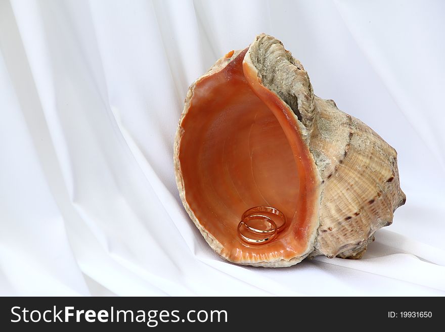 Wedding rings in a seashell on neutral background. Wedding rings in a seashell on neutral background