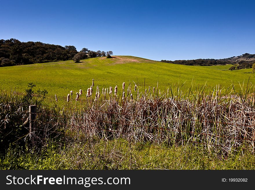 Beautiful green field with trees in the background. Beautiful green field with trees in the background.