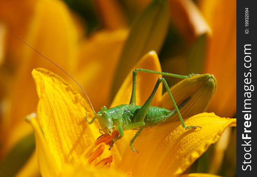 Green grasshopper on a bright yellow flower of Hemerocallis