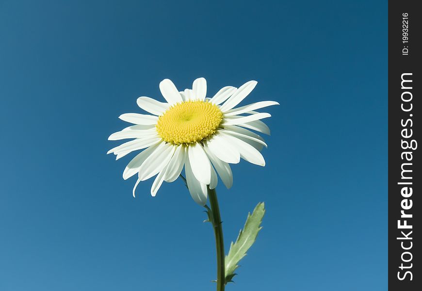Daisy flower on blue sky background. Daisy flower on blue sky background