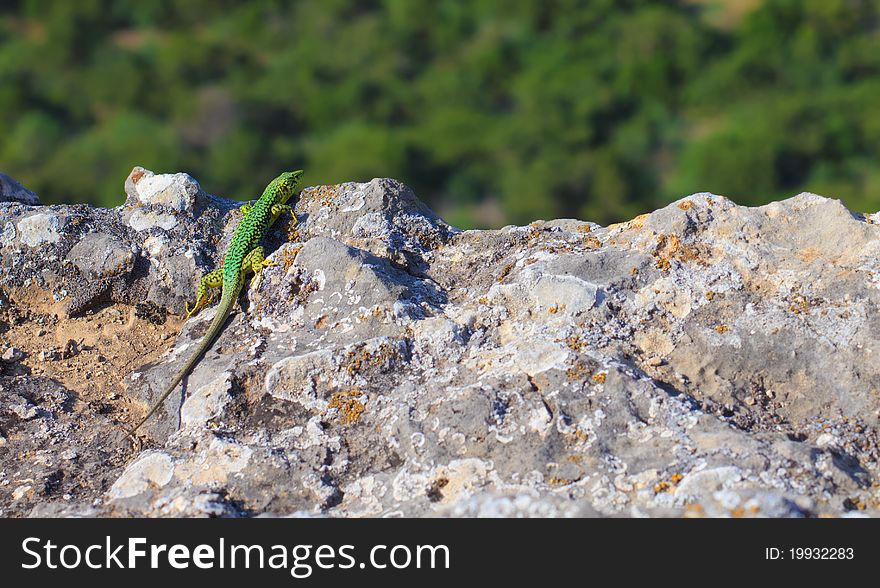 Green lizard sitting on a rocky cliff