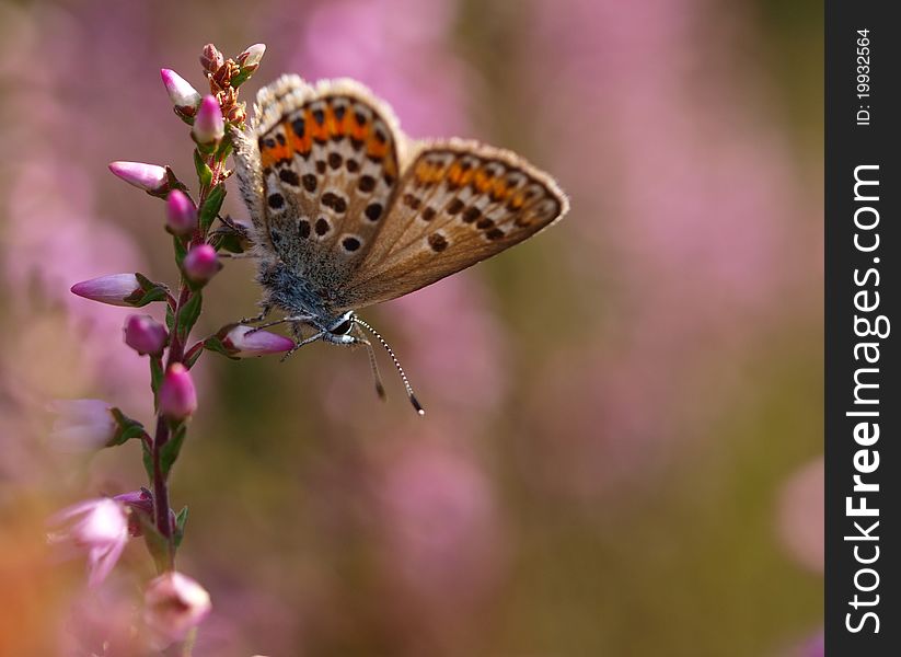 Beautiful Butterfly On Heath