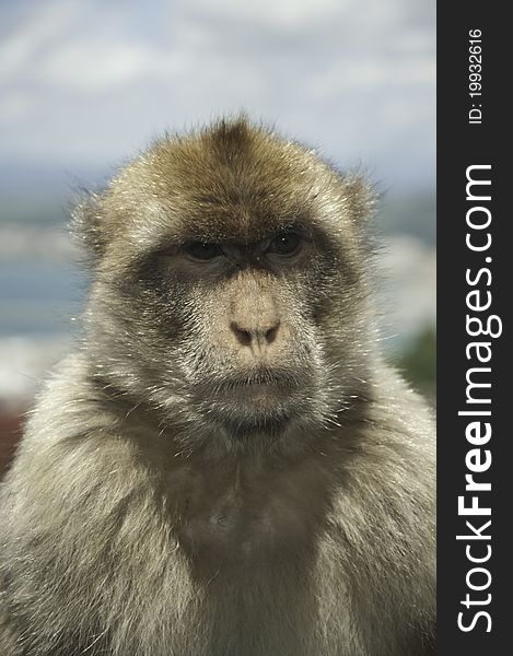 Portrait of a Gibraltar Barbary ape looking straight into the camera. Portrait of a Gibraltar Barbary ape looking straight into the camera