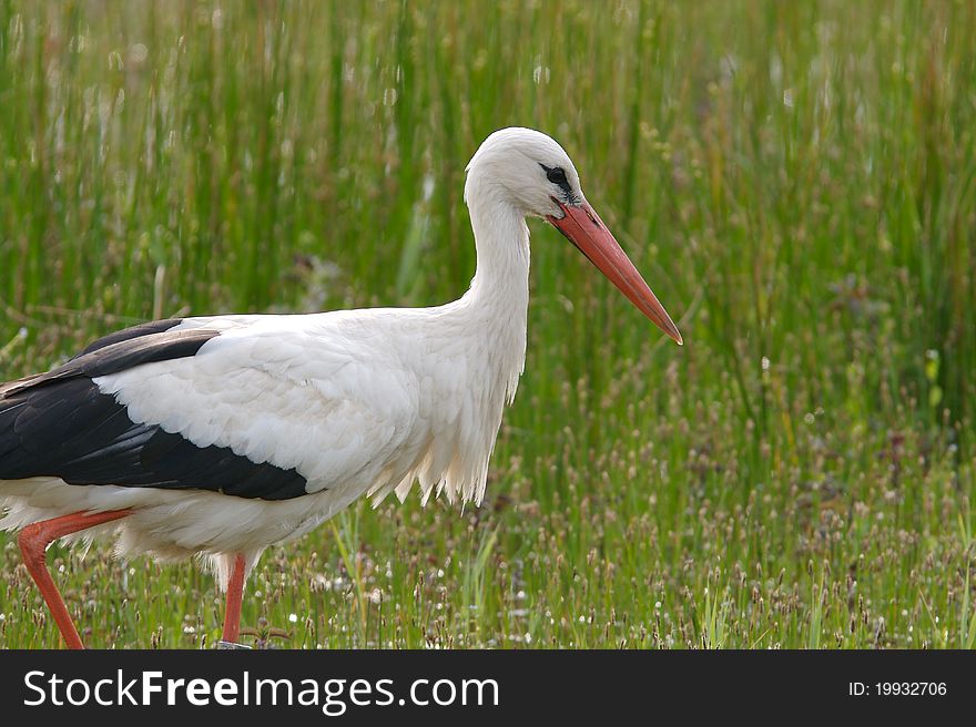 Stork walking on the marsh to get food