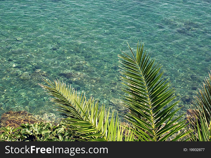 Palm leaves on the turquoise sea background. Palm leaves on the turquoise sea background