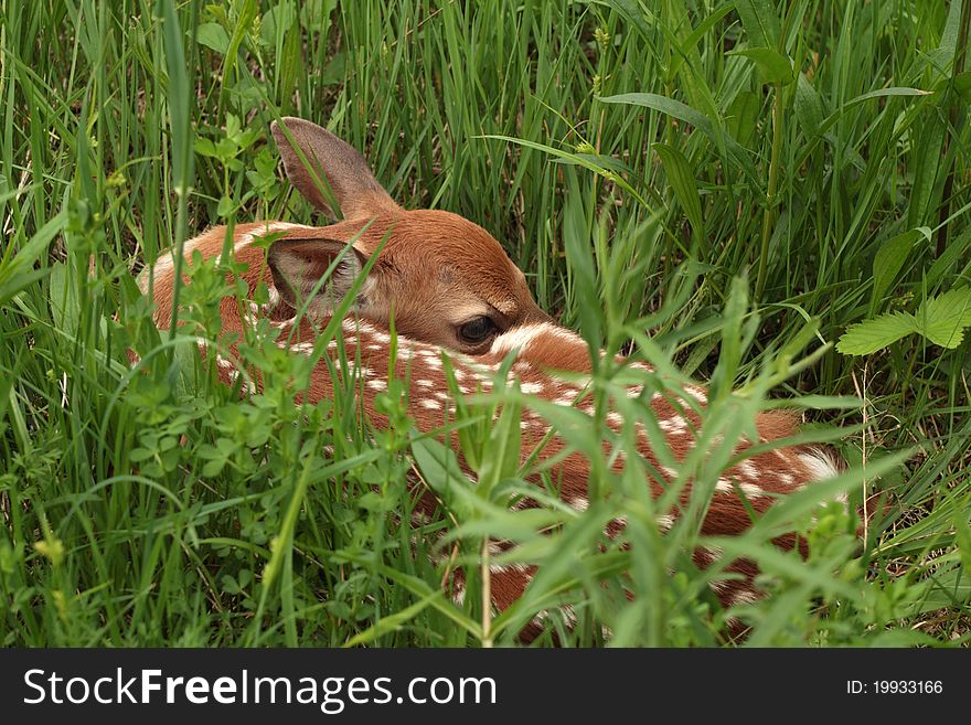 White-tailed Deer Fawn (Odocoileus virginianus) Hiding in a Meadow - Ontario, Canada