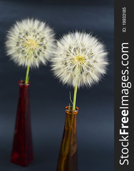 Beautiful dandelion on the black background. Beautiful dandelion on the black background