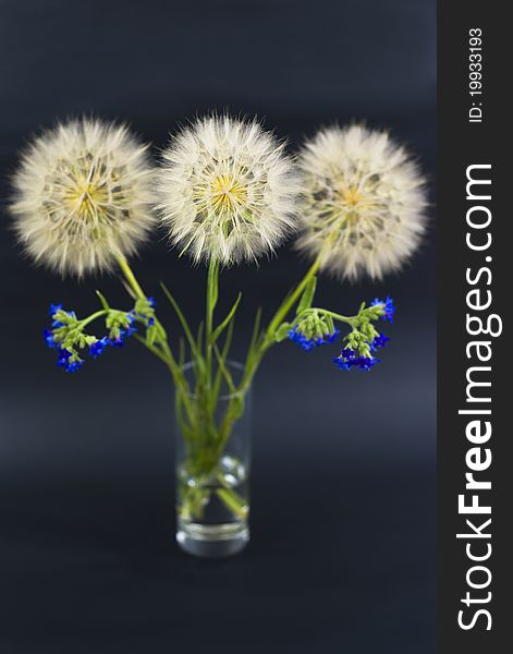 Beautiful dandelions with blue wildflowers