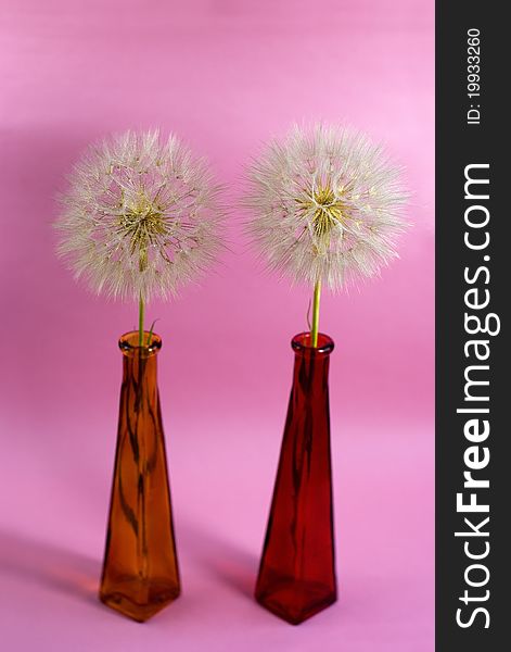 Dandelions on the pink background. Dandelions on the pink background