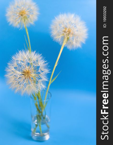 Three dandelions in the vase on the blue background. Three dandelions in the vase on the blue background