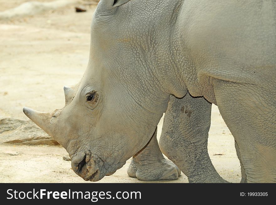 Closeup Portrait Of An Endangered White Rhinoceros. Closeup Portrait Of An Endangered White Rhinoceros