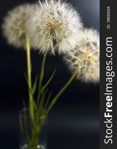 Beautiful dandelions on the black background