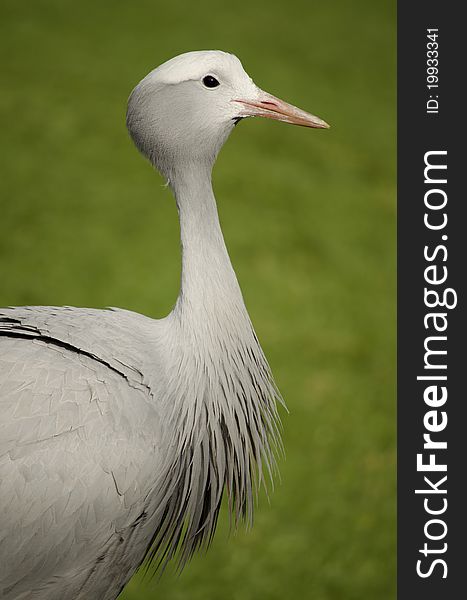 Blue Crane bird South Africa