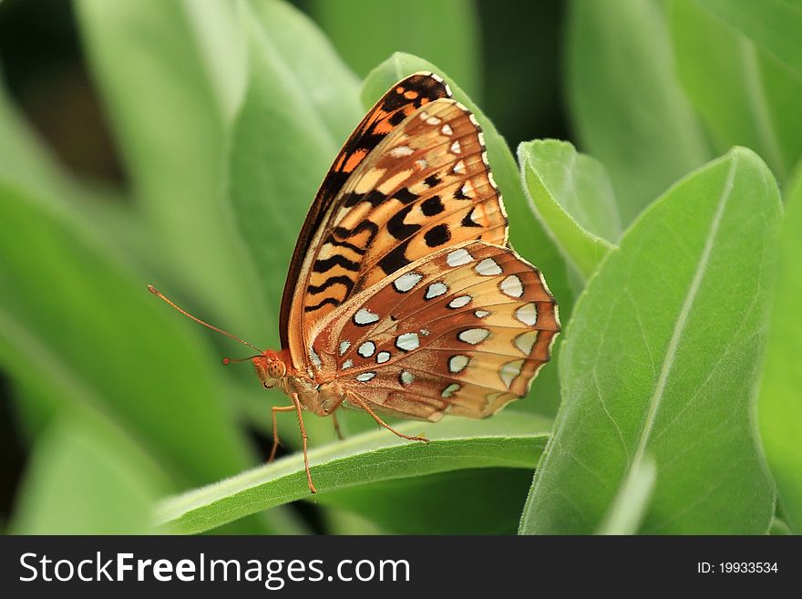 Great spangled fritillary, butterfly resting on a plant in Missouri. Great spangled fritillary, butterfly resting on a plant in Missouri