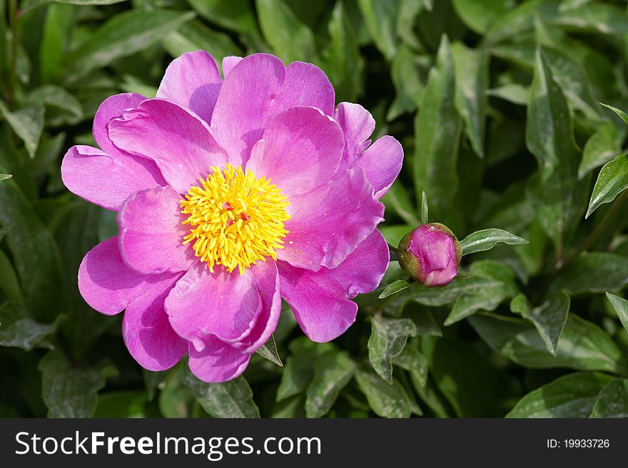 The peony flowers are blooming.