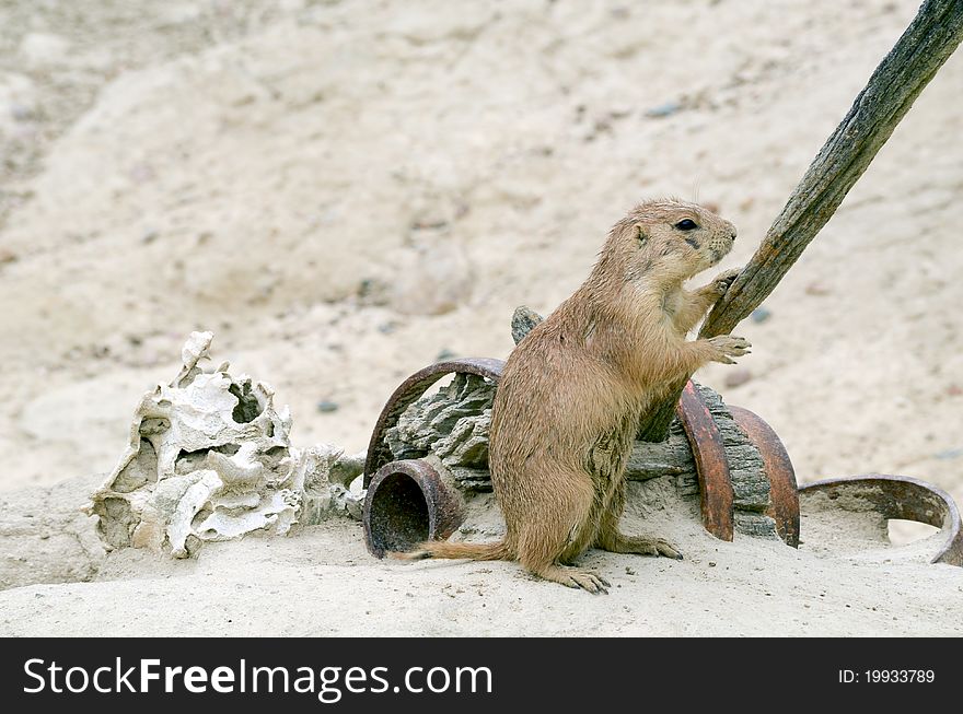 Black Tailed Prairie Dog standing with stick. Black Tailed Prairie Dog standing with stick