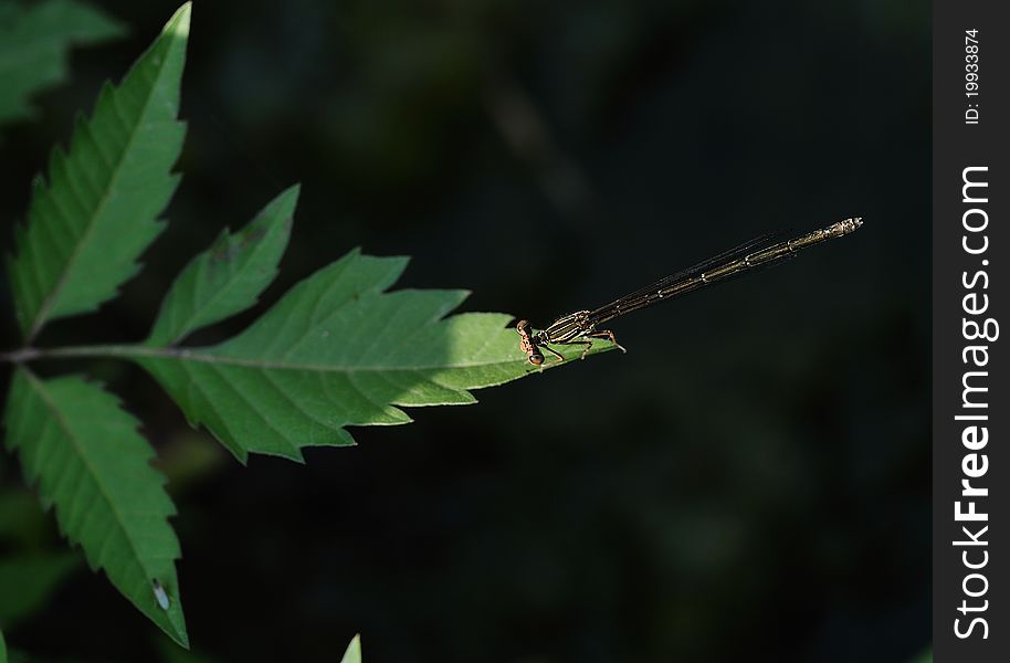 The damselfly stops in the plant leaf's terminal