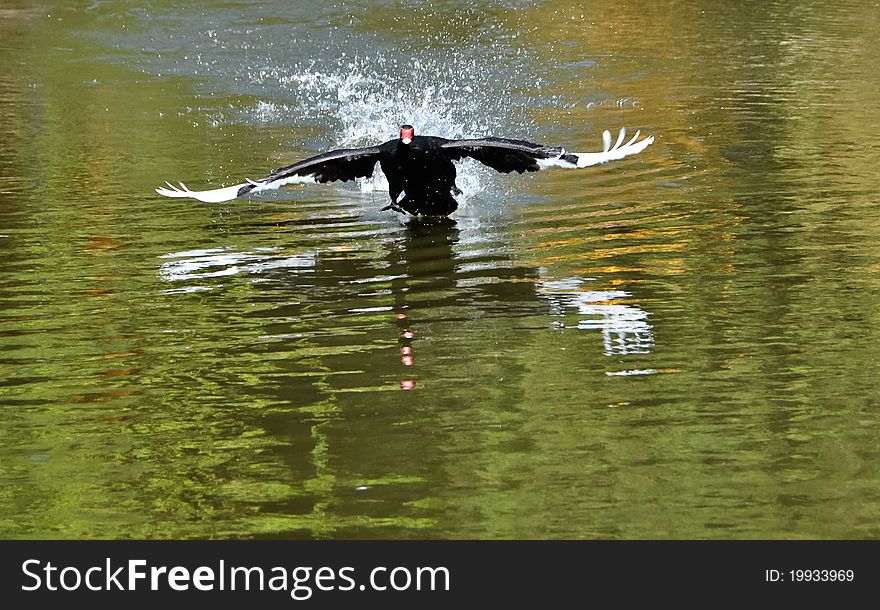 On the surface of the water to run on the fly black swan
