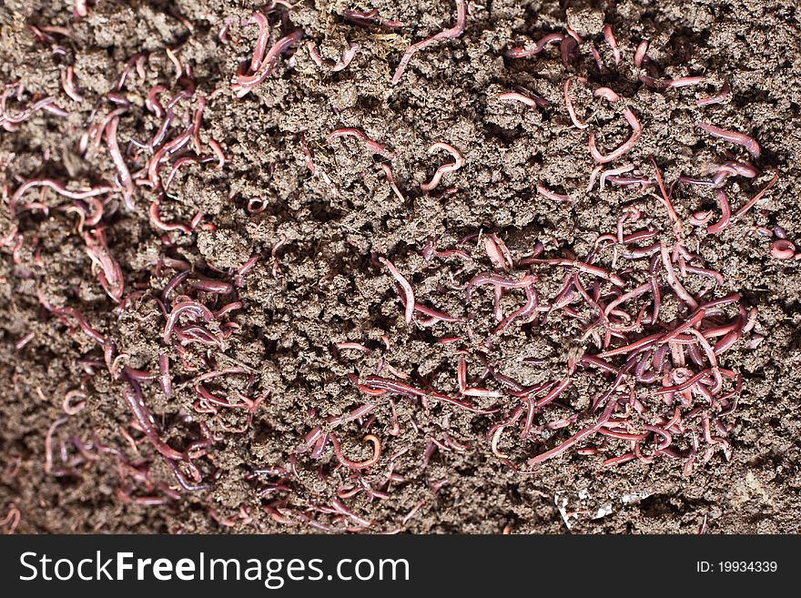 Worm lumbricus rubellus and soil, vermikompos. Worm lumbricus rubellus and soil, vermikompos