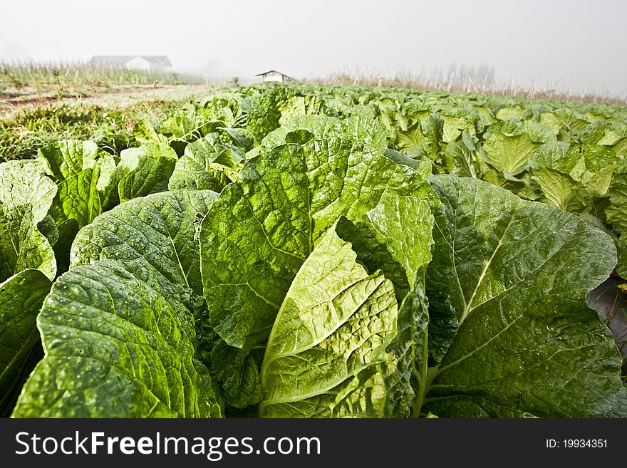 Fresh green vegetable at farm under blue sky. Fresh green vegetable at farm under blue sky