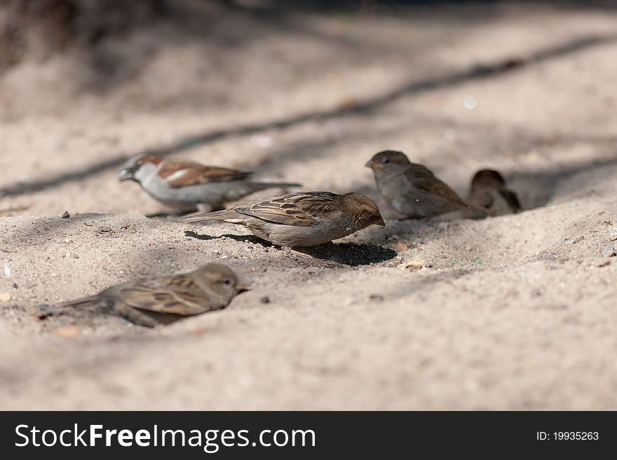 The flock of sparrows often bathes in dust