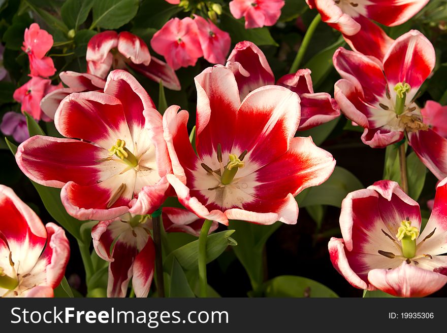 Tulip the beautiful flower in the garden