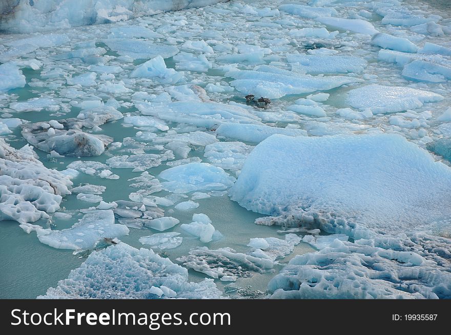 Floating ice from calving glacier