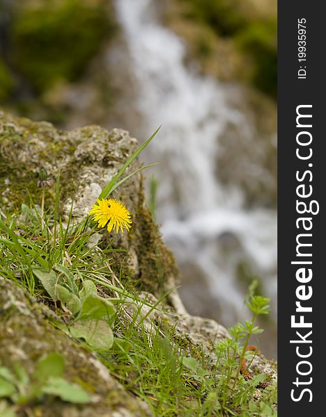 Flower of a dandelion against falls, small depth of sharpness. Flower of a dandelion against falls, small depth of sharpness