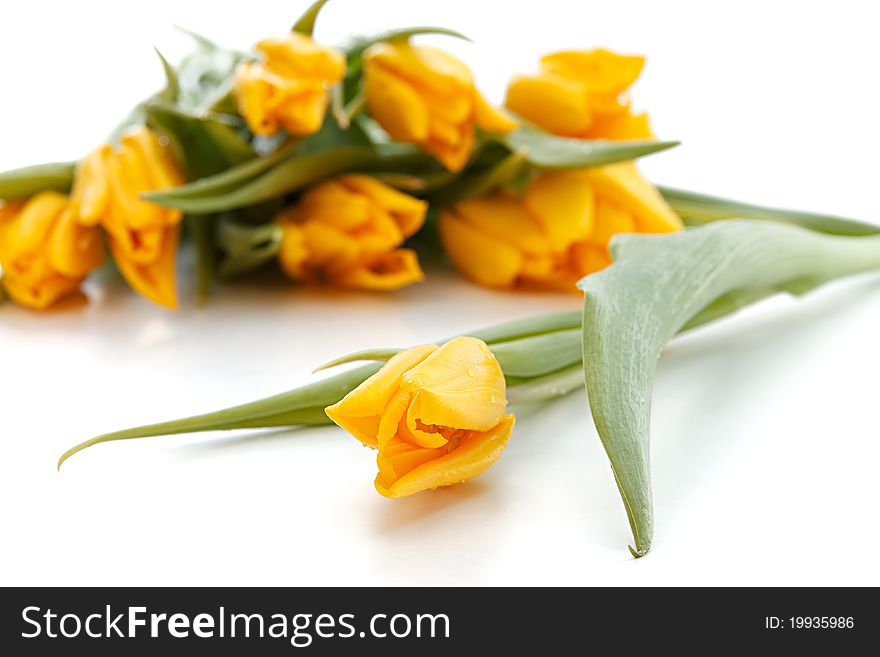 A yellow tulip with a bunch in the background. A yellow tulip with a bunch in the background