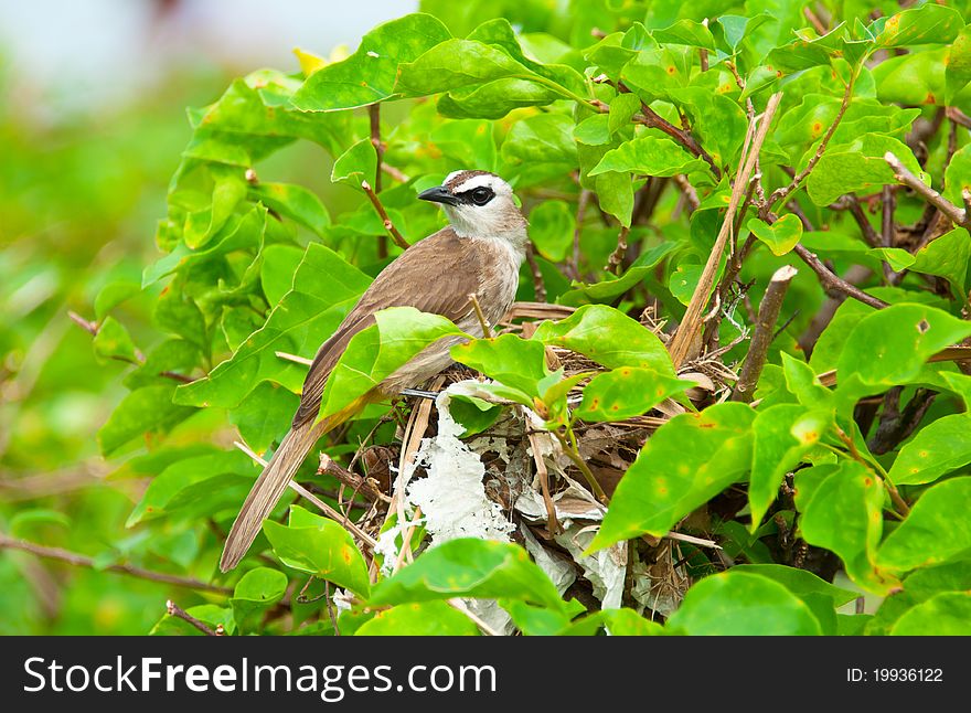 Yellow Vented Bulbul