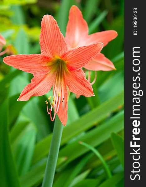 A portrait of blossom lily with its pollen. A portrait of blossom lily with its pollen