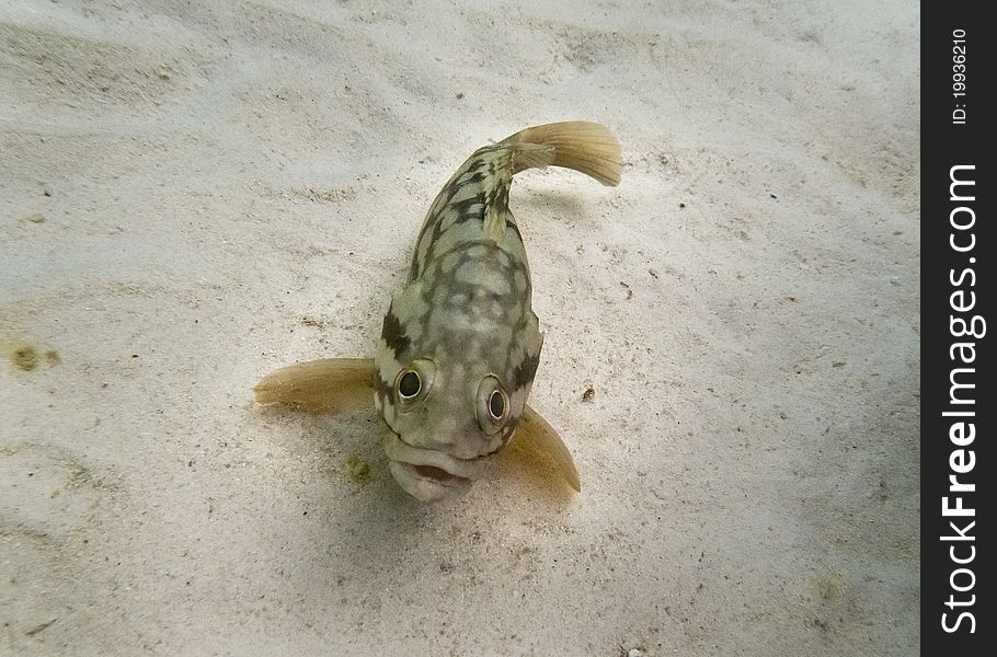 Yellow finned Goby on the sand bottom lagoon of Bora Bora