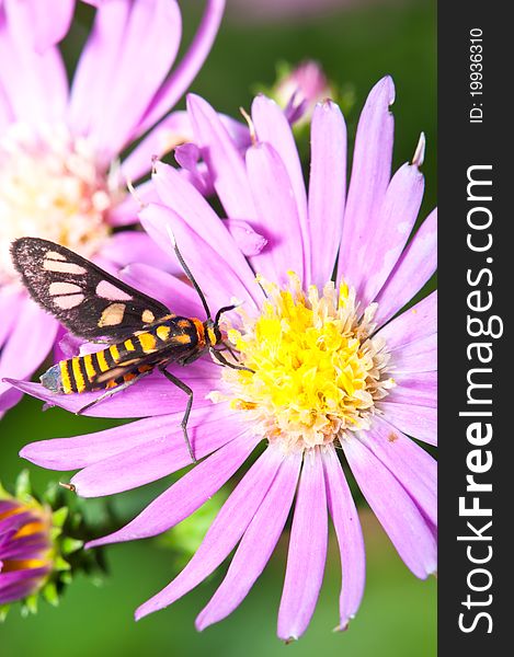 A tiger moth pollination to a purple daisy. A tiger moth pollination to a purple daisy