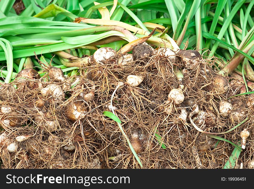 An abstract of unrooted lilly plant. An abstract of unrooted lilly plant