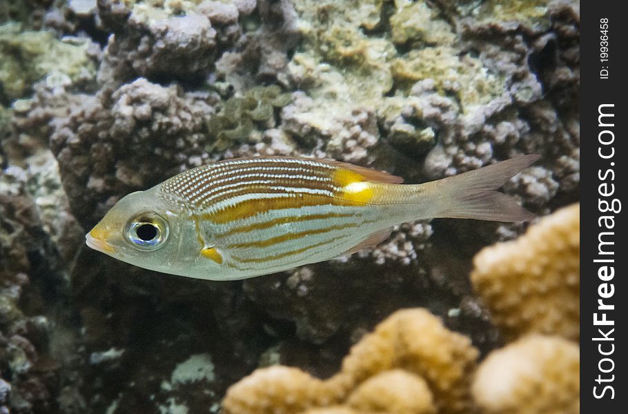 Gold-Lined Sea Bream in the Lagoon Roof in Bora Bora. Gold-Lined Sea Bream in the Lagoon Roof in Bora Bora