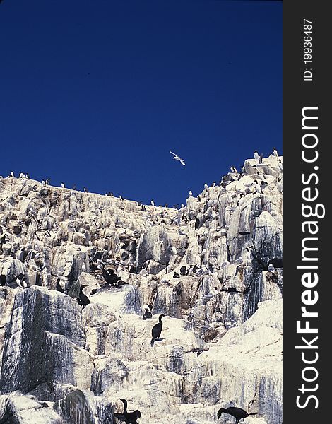 Guillemot and Cormorant sea bird colonies on cliffs at the Farne islands in Northumberland, UK. Guillemot and Cormorant sea bird colonies on cliffs at the Farne islands in Northumberland, UK