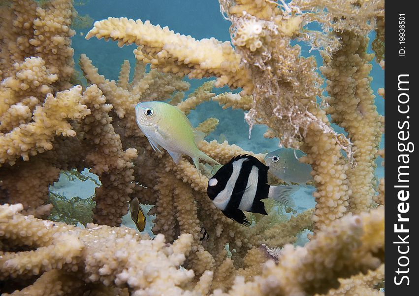 Blue-Green Chromis and Humbug between Stag Horn Coral in the Coral Gardens, Bora Bora Lagoon. Blue-Green Chromis and Humbug between Stag Horn Coral in the Coral Gardens, Bora Bora Lagoon