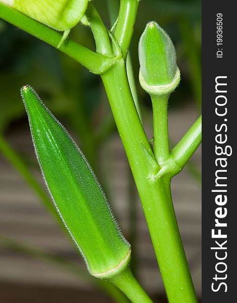 A portrait of green organic lady finger