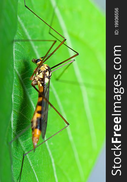 The detail of compound eyes on crane fly macro against a green leaf.