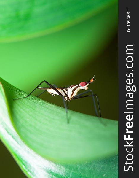 A stilt legged flies on a costus leaf. This flies also known as banana stalk flies or cactus flies.