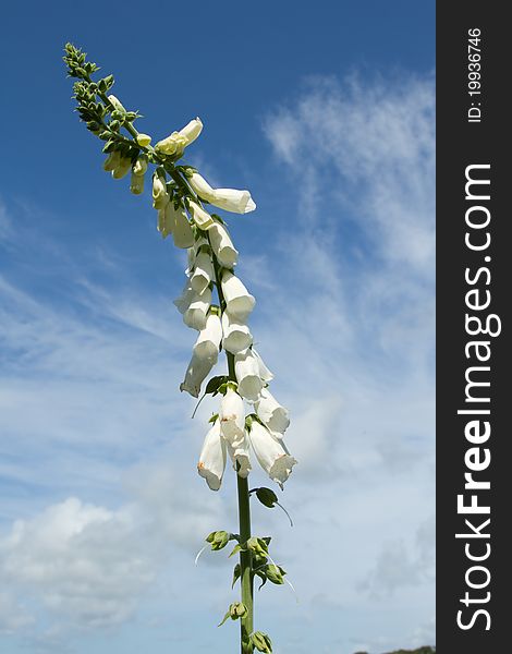 The white, albino, mutant, foxglove, Digitalis purpurea, with flowers on a long green stem against a blue sky with clouds. The white, albino, mutant, foxglove, Digitalis purpurea, with flowers on a long green stem against a blue sky with clouds.