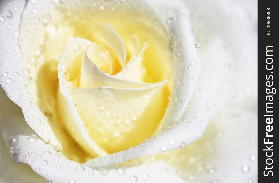 White rose with water drops on petals