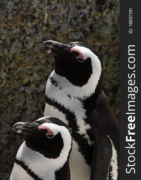 2 Penguins Standing next to each other on a Rock in South Africa