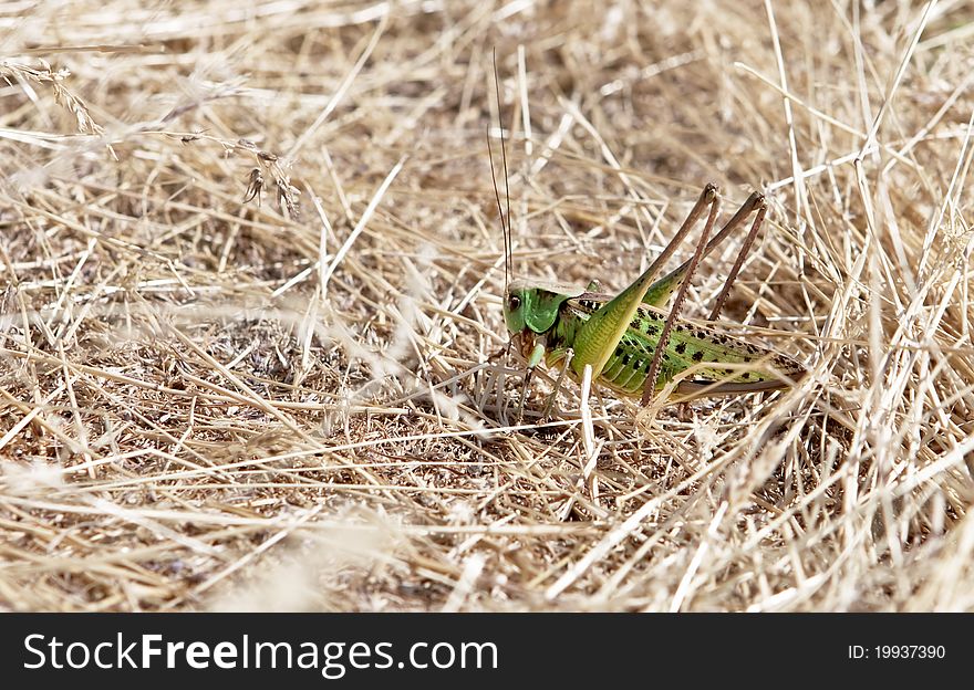 Large green locust sitting in dry grass. Large green locust sitting in dry grass.