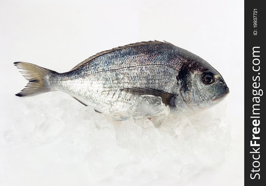 Gilt-head bream(dorade) on ice at the seafood booth