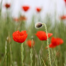 Flower Of Poppy Stock Photos Flower Of Poppy Stock Photos