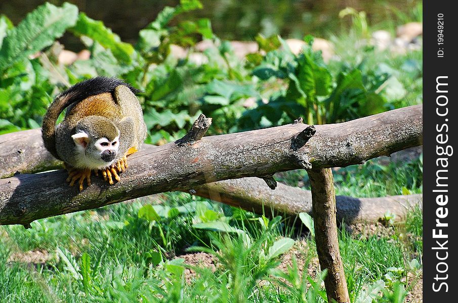 Common squirrel monkey resting on the branch